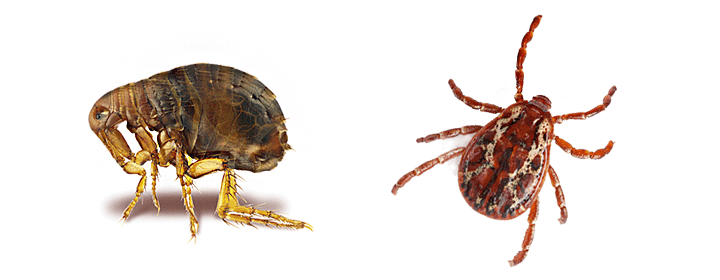 are fleas dangerous to humans