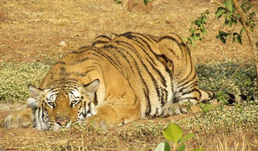 Van Vihar National Park