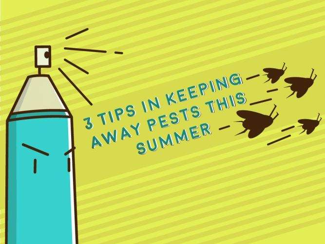 3 Tips in Keeping Away Pests This Summer