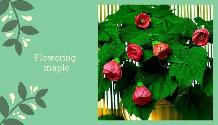 Flowering Houseplants to Freshen Up