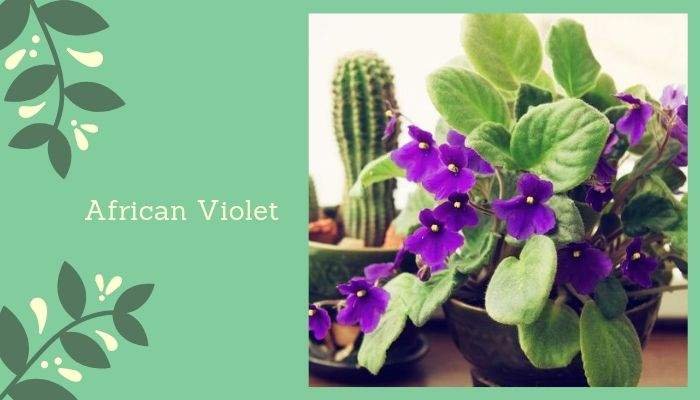 Flowering Houseplants to Freshen Up