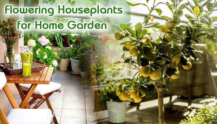 Flowering Houseplants to Freshen Up