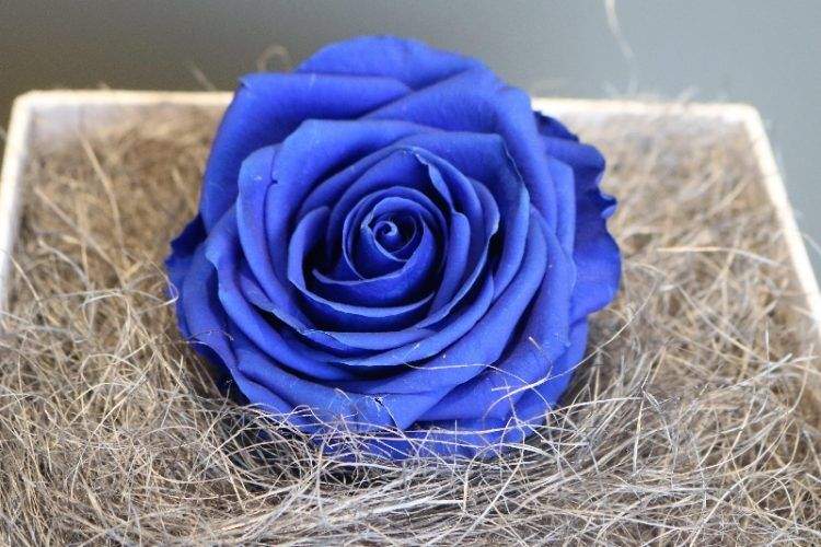 Perfect Real Roses