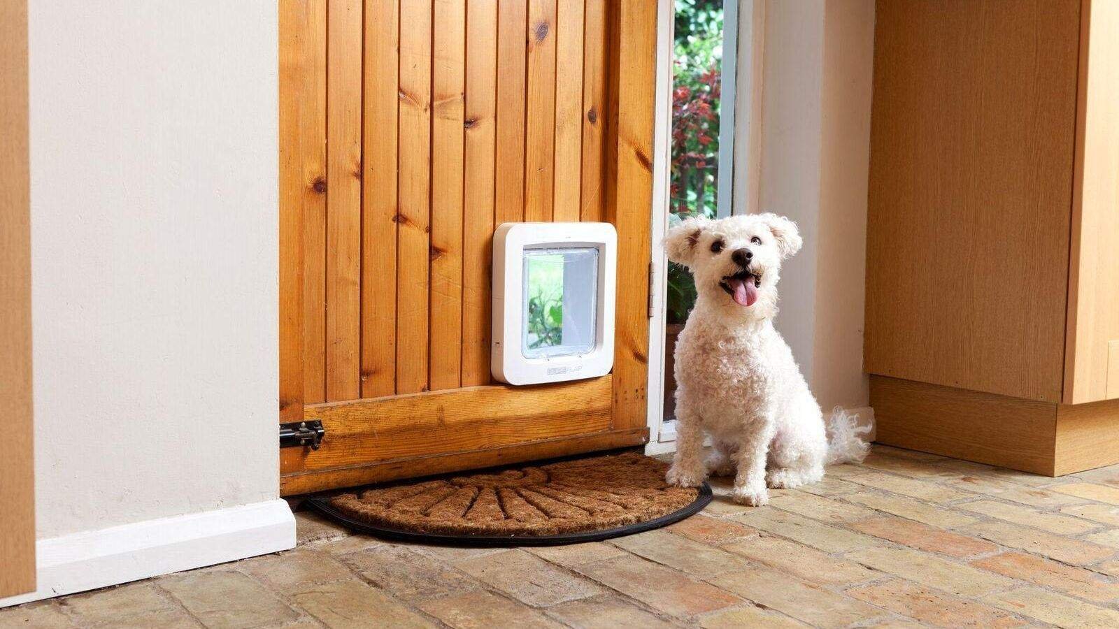 modern dog door