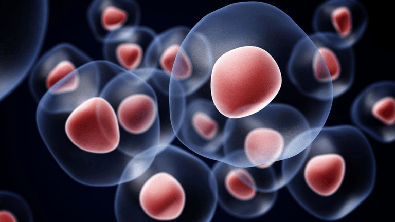 Where Does Stem Cells Are Used? Different Types Of Stem Cells?