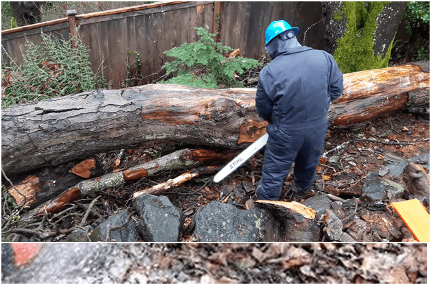 Why Hire A Professional Tree Removal Service?