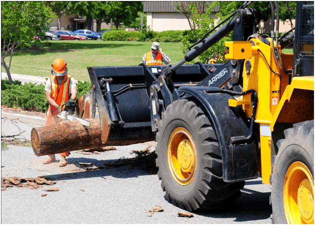 Tree Removal Service