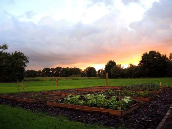 Growing Vegetables