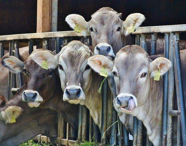 Small Herds Cattles