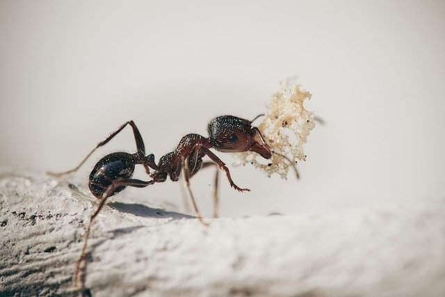 Ant Home Extermination and Control Services