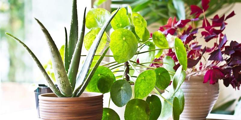 Attractive succulent idea that will beautify your space