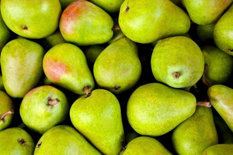 Buying Pear Trees Online – What You Need to Know