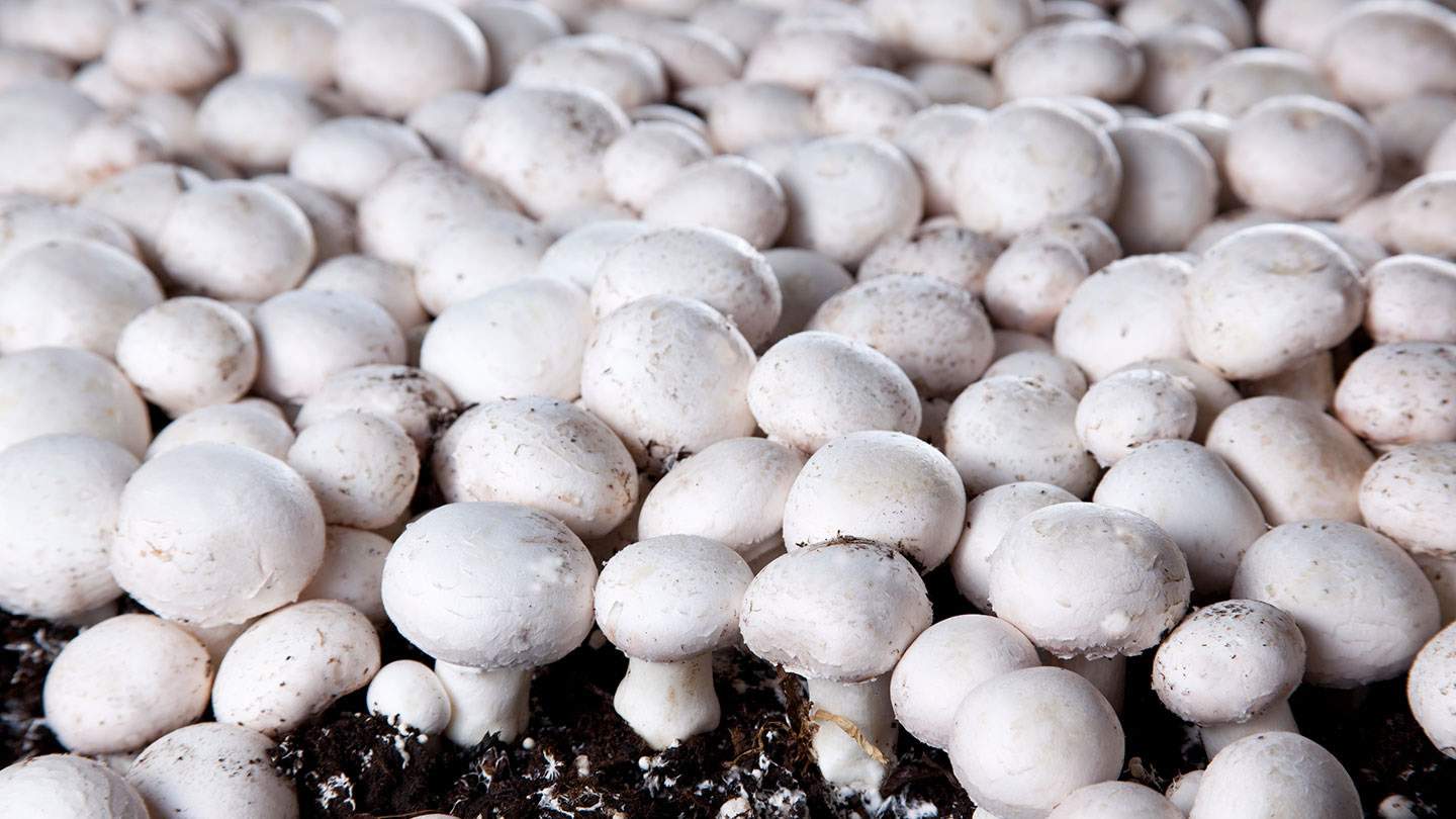Mushroom Growing Farm Equipment