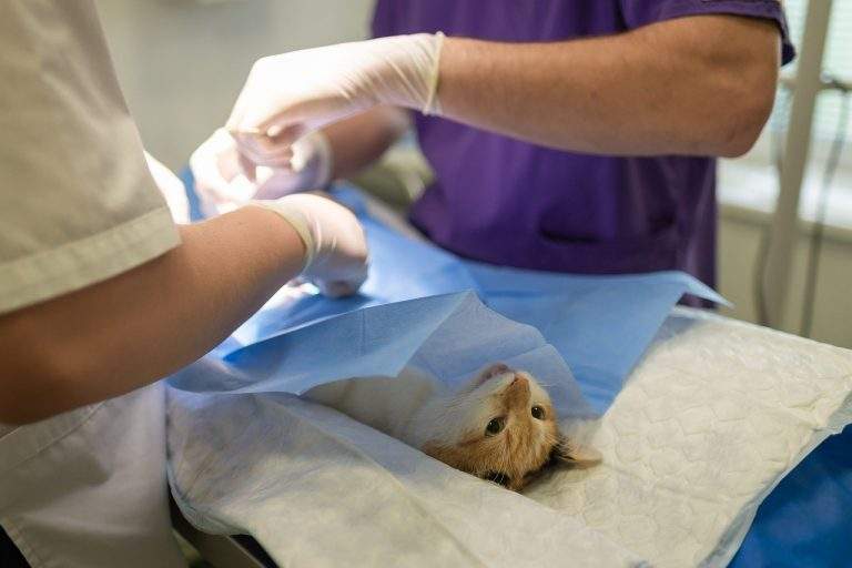 Feline Checkup