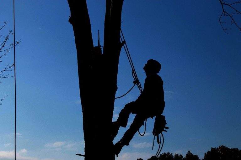 Signs That You Need Professional Tree Service
