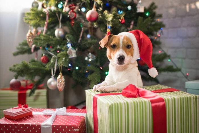 gifts for new dogs
