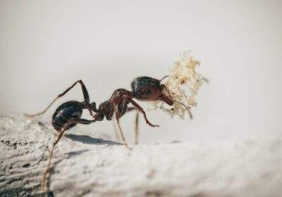 Ants vs. Termites: How Do You Tell the Difference?